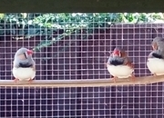 4 lovely male Zebra finches for sale