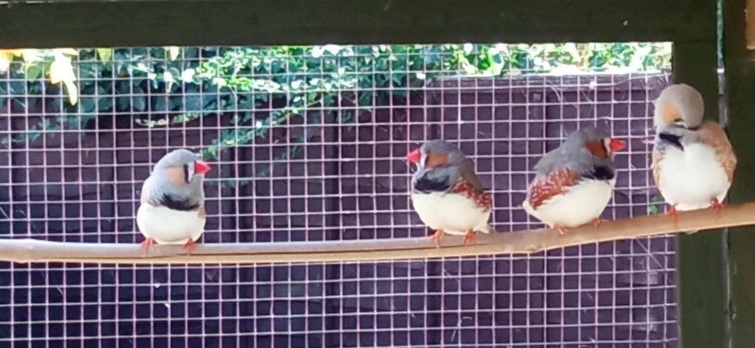 4 lovely male Zebra finches for sale
