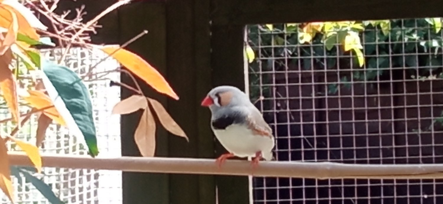  4 lovely male Zebra finches for sale