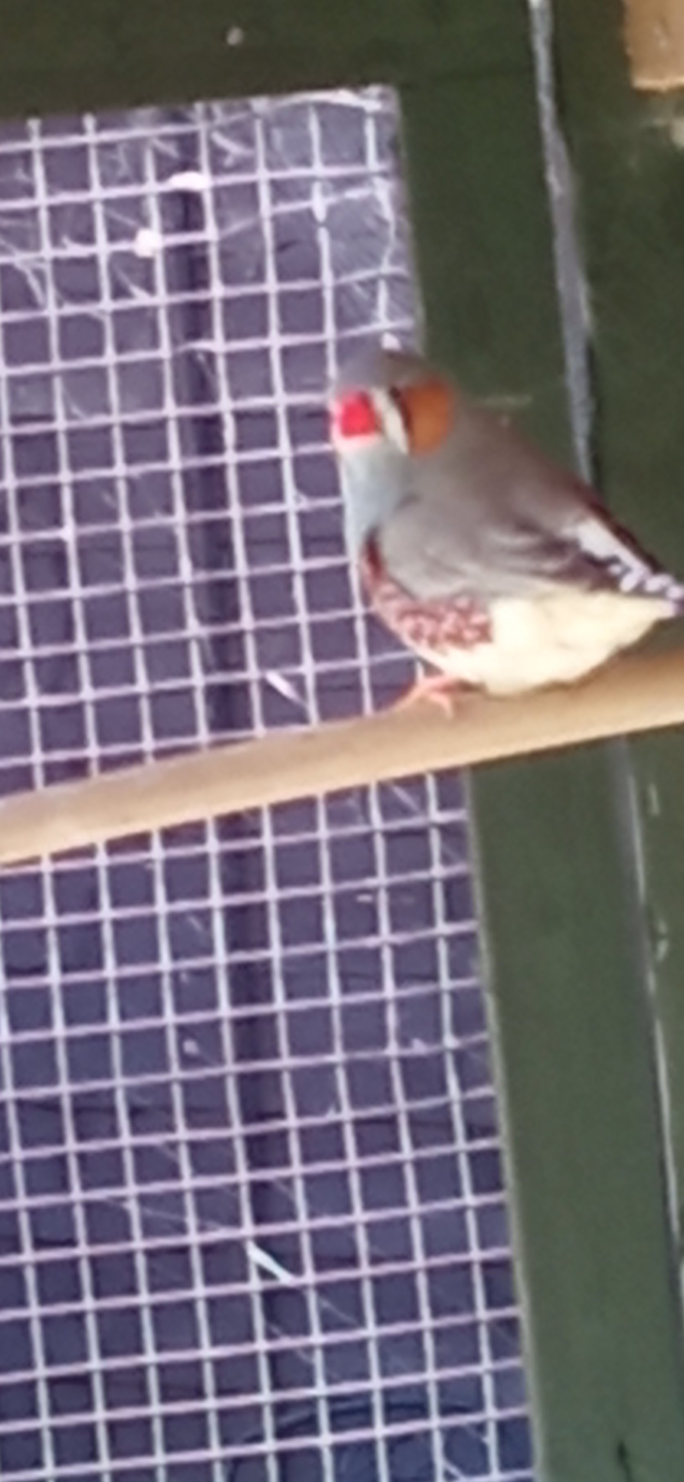 4 lovely male Zebra finches for sale - {CATEGORY}