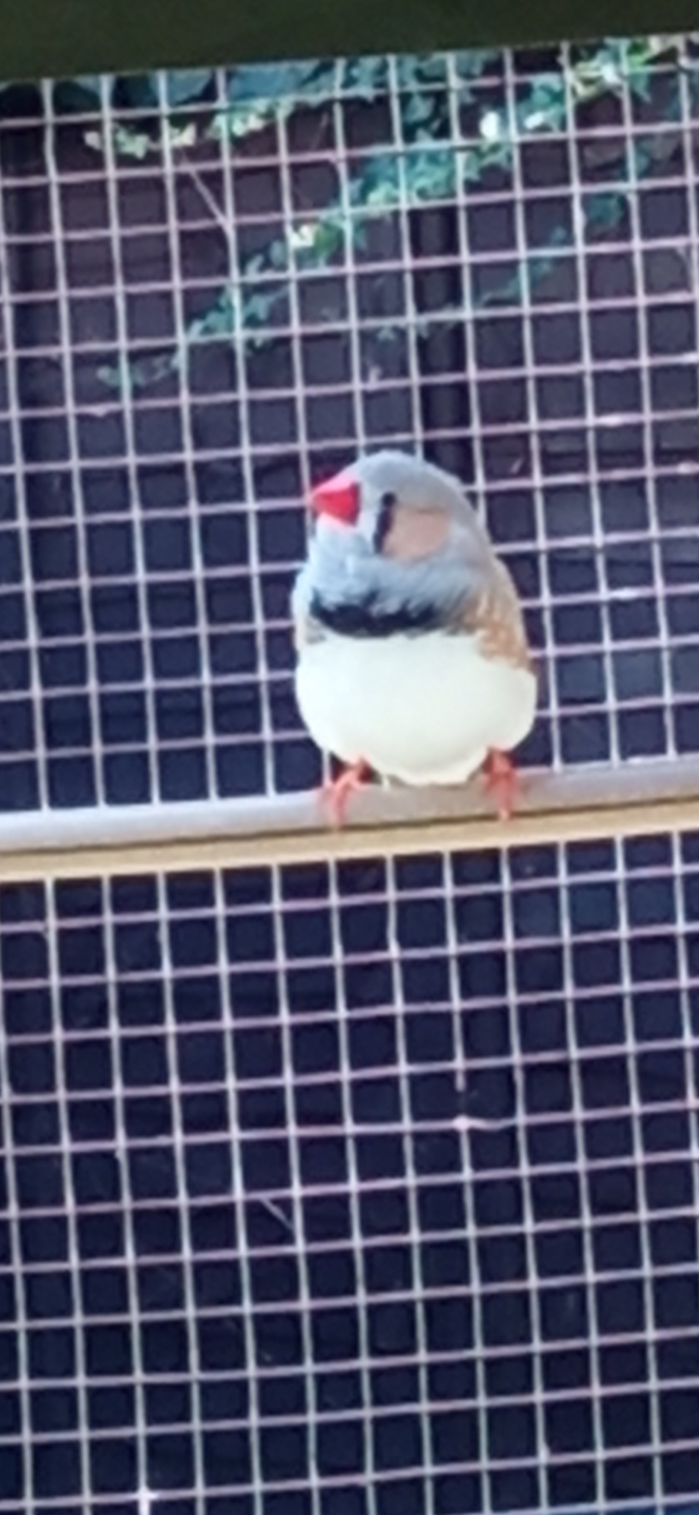 4 lovely male Zebra finches for sale - {CATEGORY}