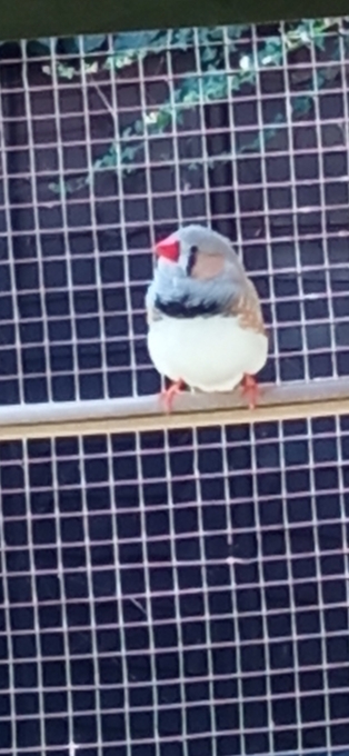 4 lovely male Zebra finches for sale