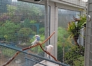 Helicopter budgies for sale 
