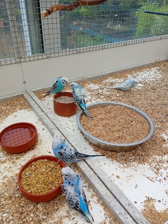 Helicopter budgies for sale 