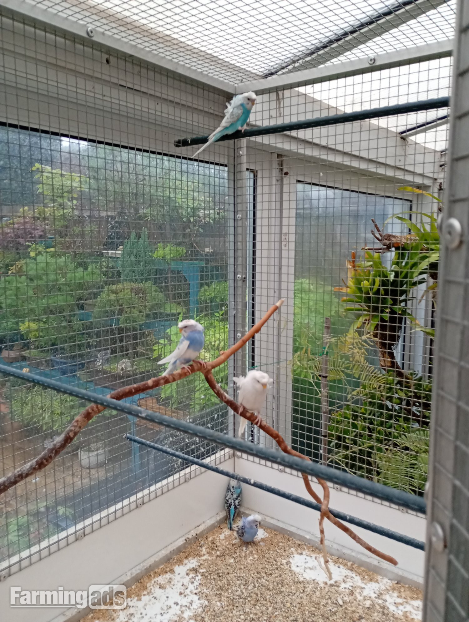 Helicopter budgies for sale 