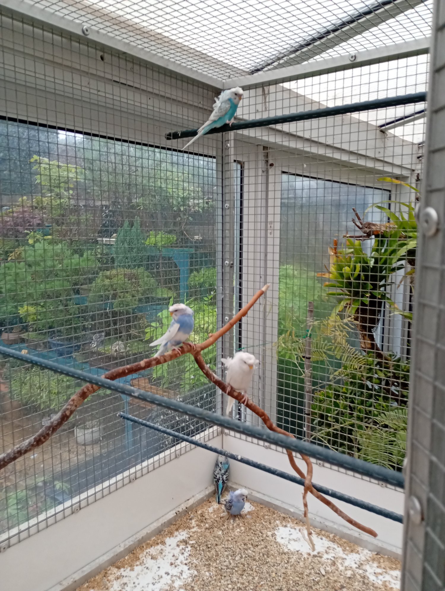 Helicopter budgies for sale 