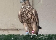 2026 Male Parent Reared Saker 
