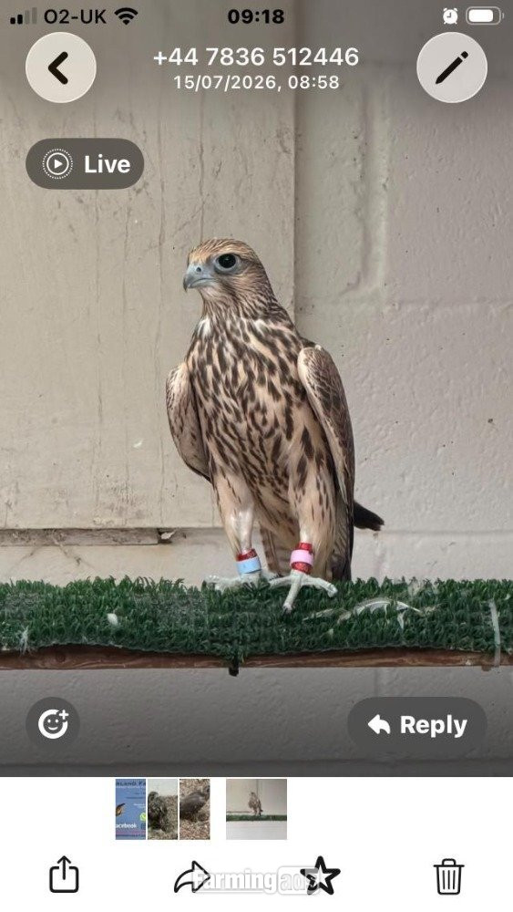 2026 Male Parent Reared Saker 