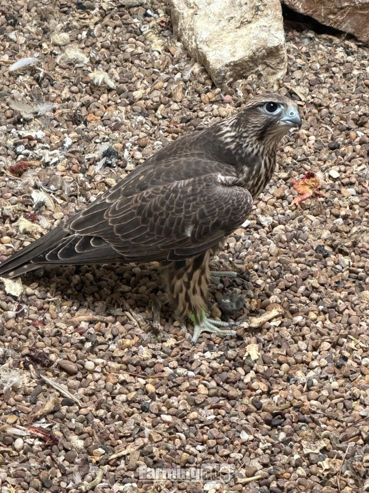2026 Male Parent Reared Saker 