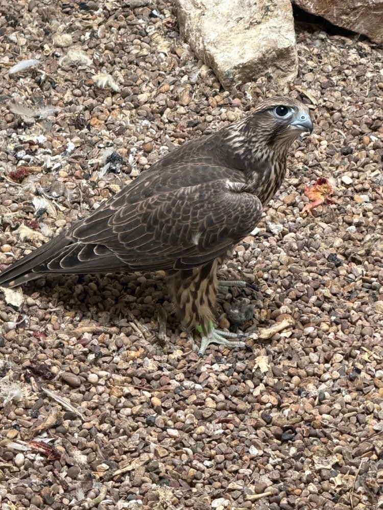 2026 Male Parent Reared Sakers 