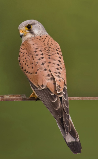 Common kestrels wanted 