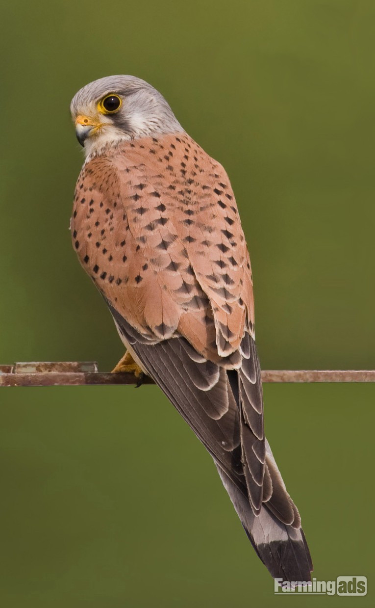 Common kestrels wanted 