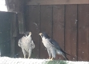 Male peregrine falcons for sale 2022 birds in perfect condition p/R 