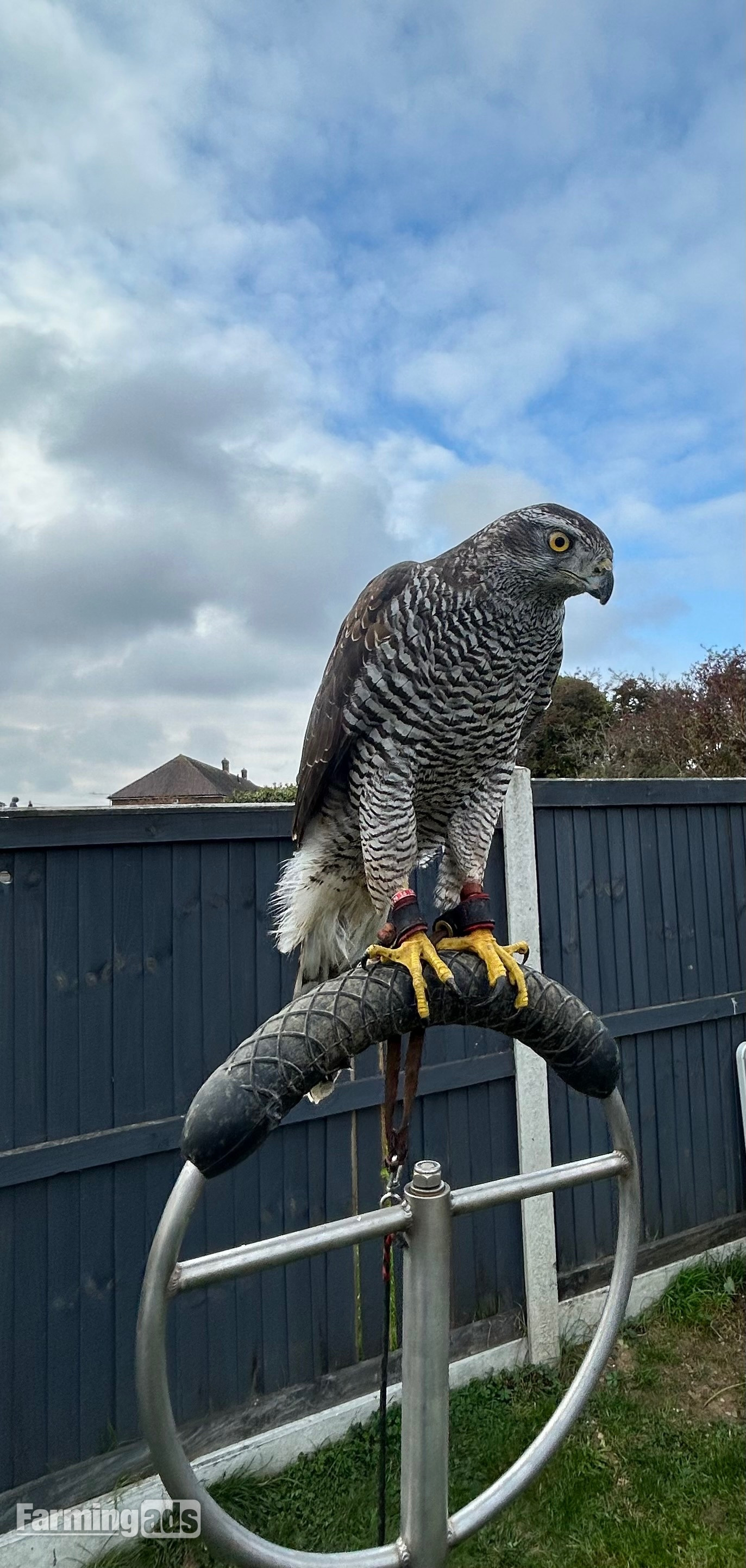 Goshawk for sale 2ys old female goshawk 2 1/2 yrs old well mannered silent hawk!
