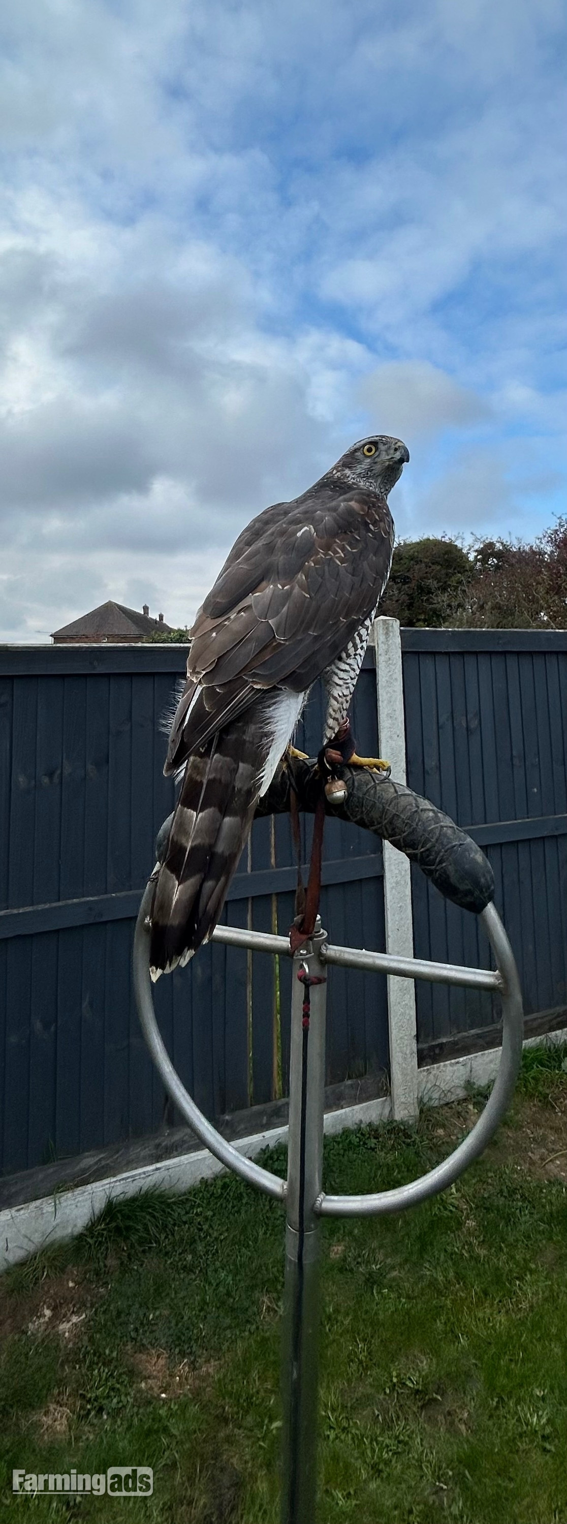 Goshawk for sale 2ys old female goshawk 2 1/2 yrs old well mannered silent hawk! - {CATEGORY}