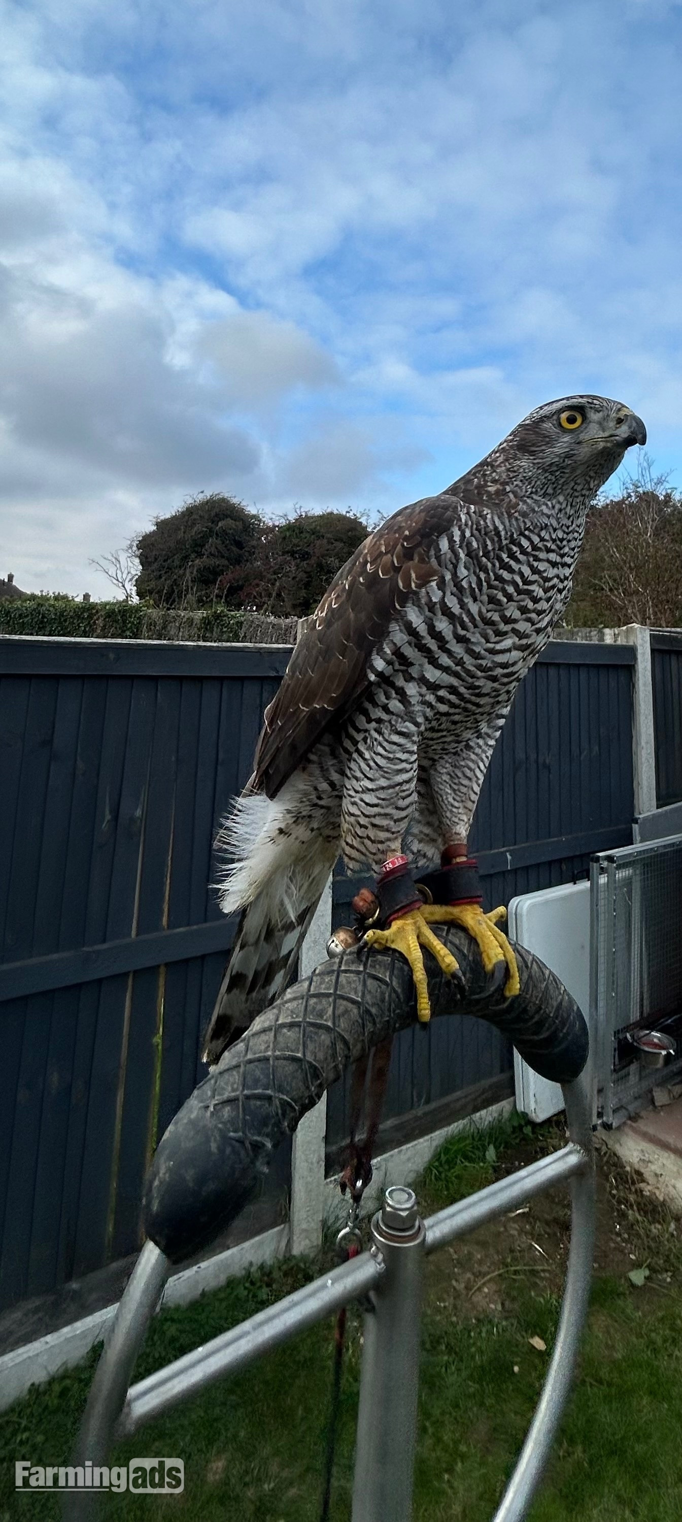 Goshawk for sale 2ys old female goshawk 2 1/2 yrs old well mannered silent hawk!