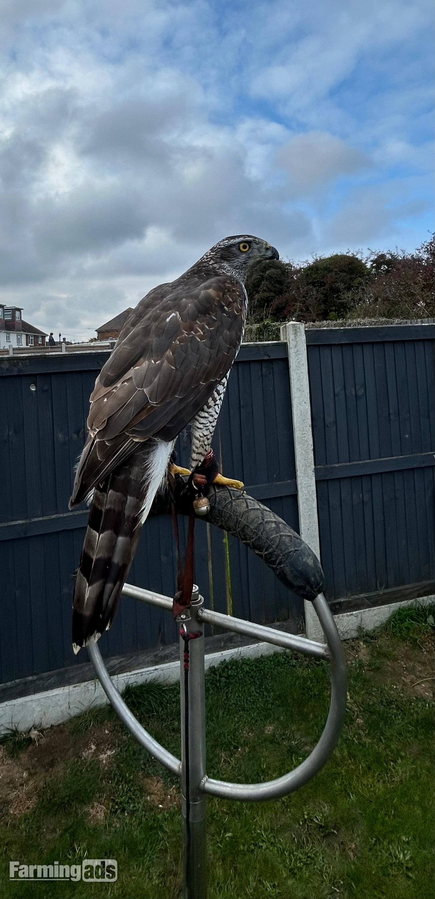  Goshawk for sale 2ys old female goshawk 2 1/2 yrs old well mannered silent hawk!