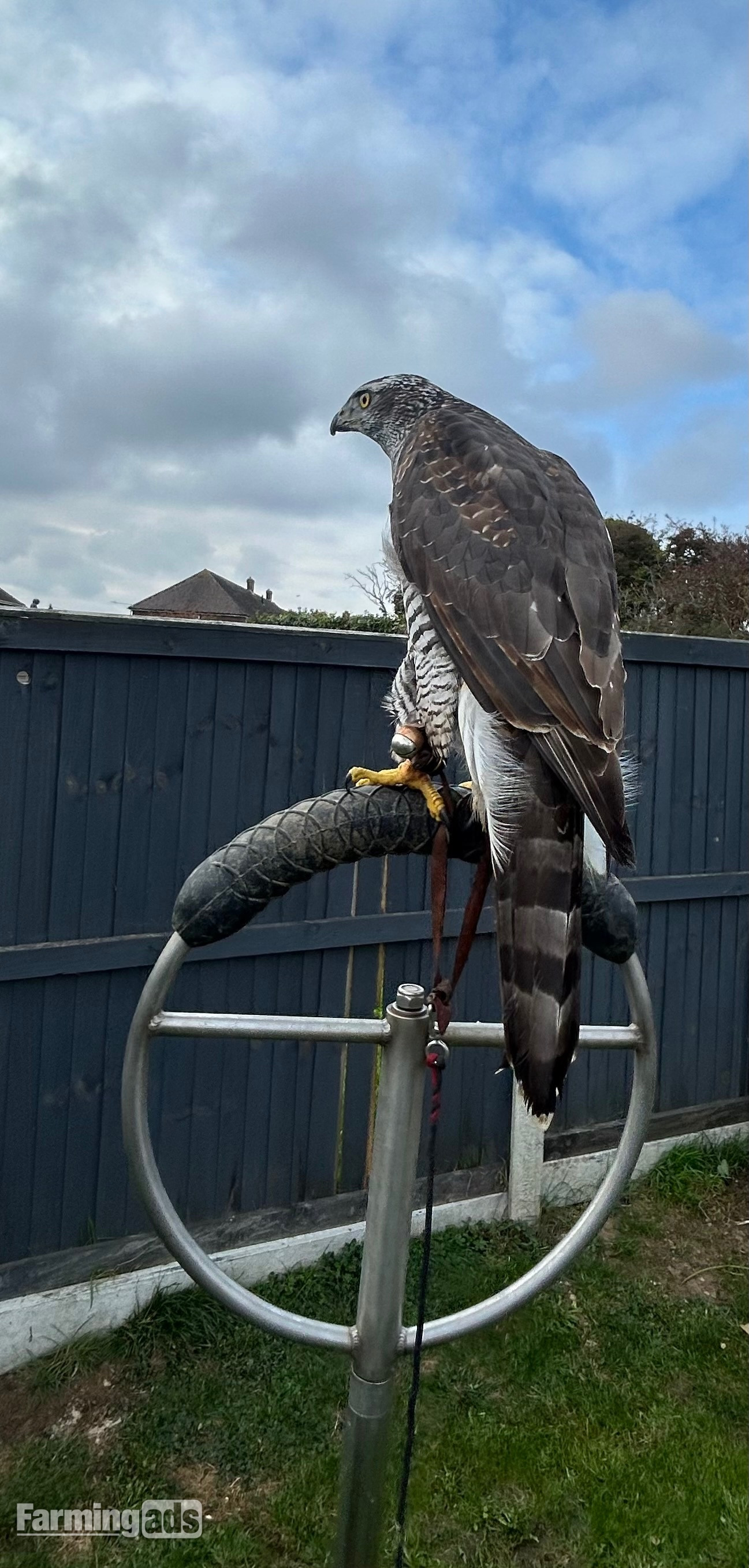 Goshawk for sale 2ys old female goshawk 2 1/2 yrs old well mannered silent hawk! - {CATEGORY}