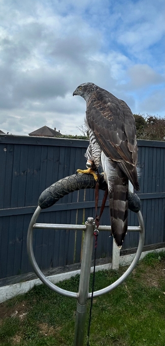 Goshawk for sale 2ys old female goshawk 2 1/2 yrs old well mannered silent hawk!