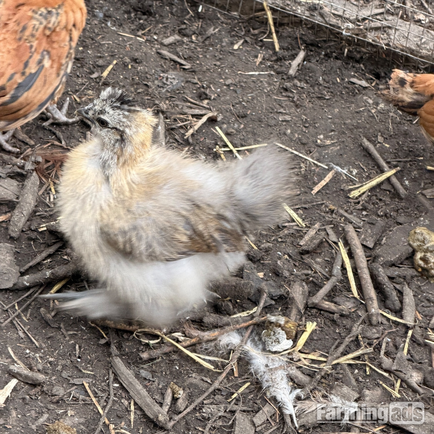  Silkie chicks mixed ages