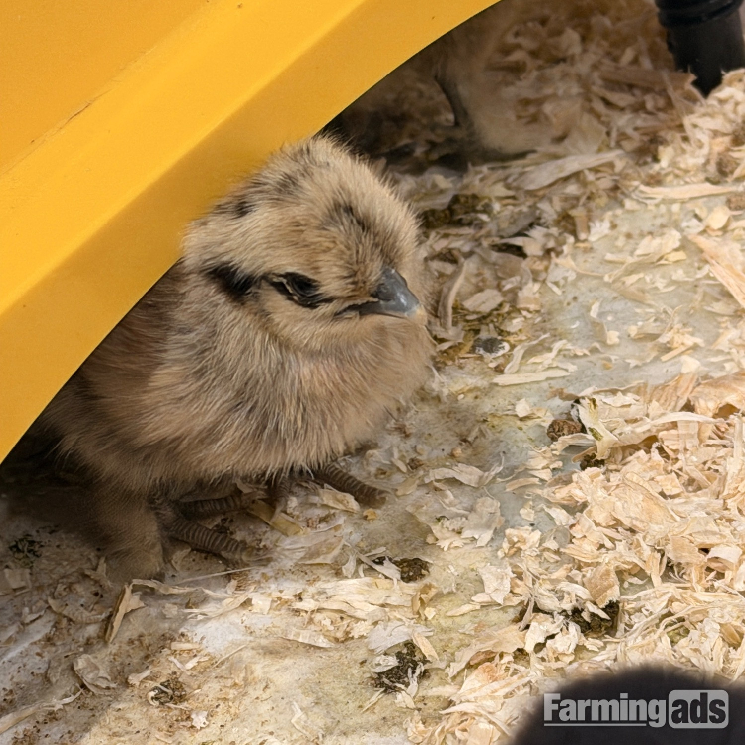 Silkie chicks mixed ages 