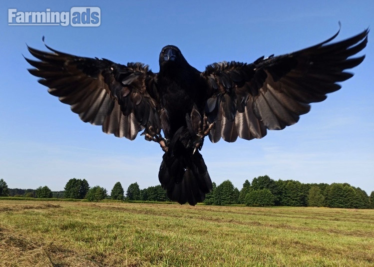 Ravens For Sale
