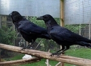 Crows and Ravens for sale
