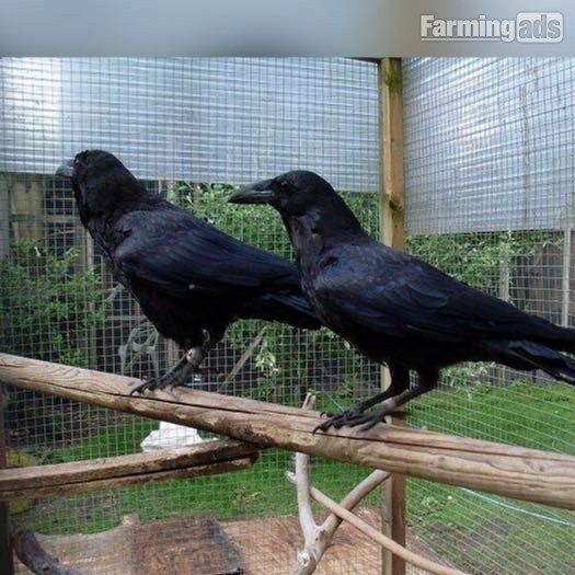 Crows and Ravens for sale