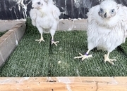 Pure Albidus Goshawk, white, male, imprinted ready now.