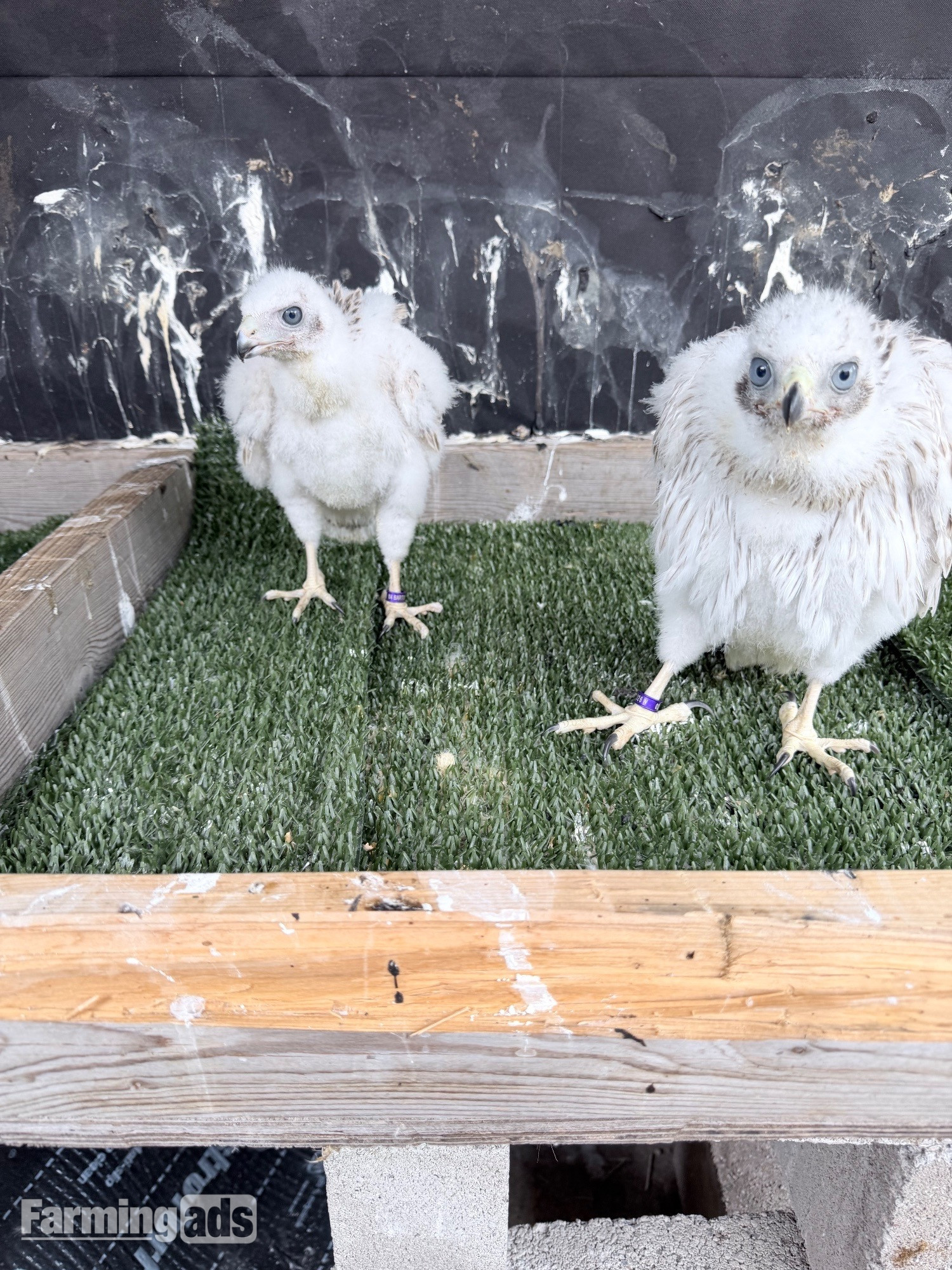 Pure Albidus Goshawk, white, male, imprinted ready now.