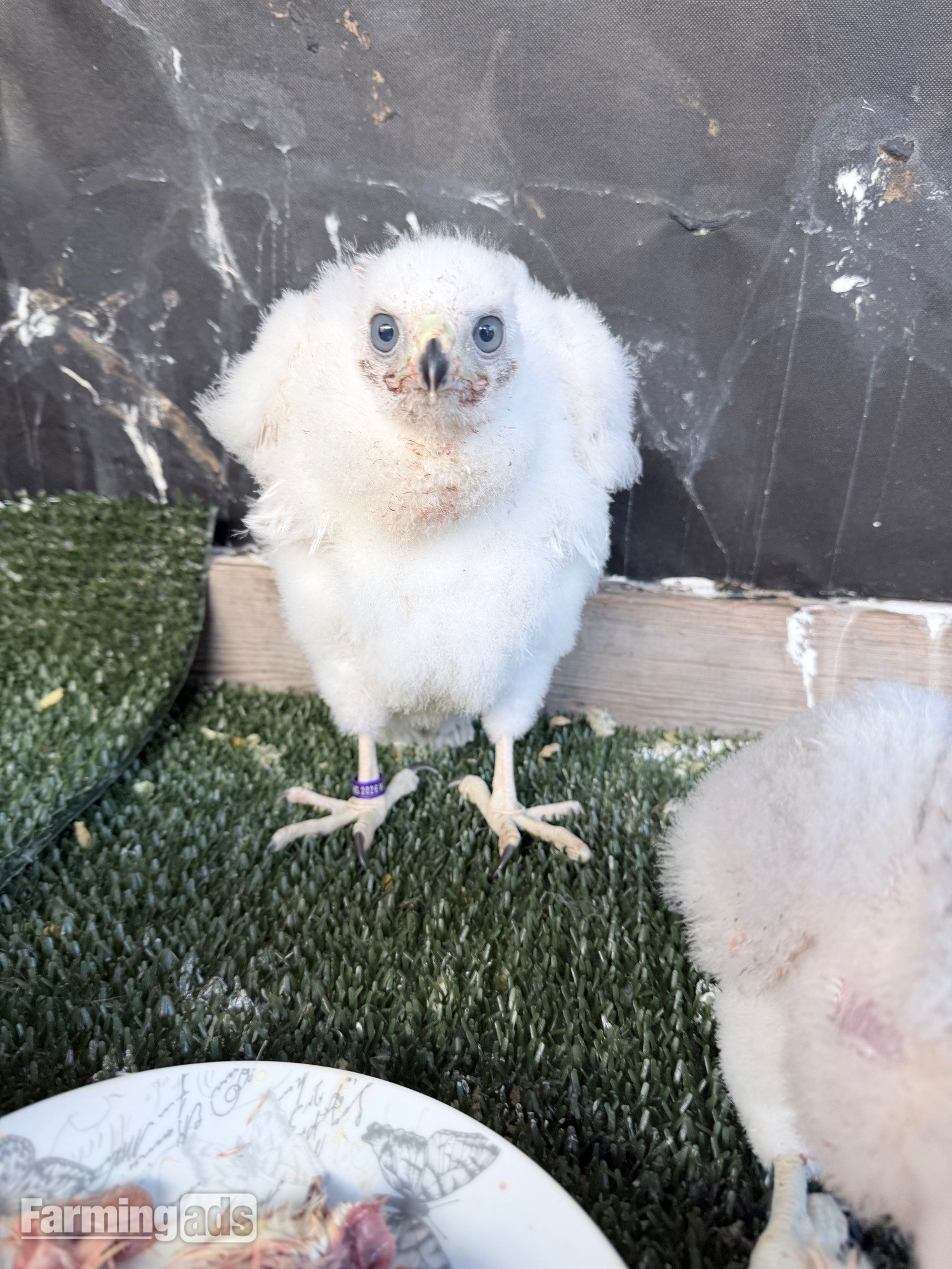 Pure Albidus Goshawk, white, male, imprinted ready now.