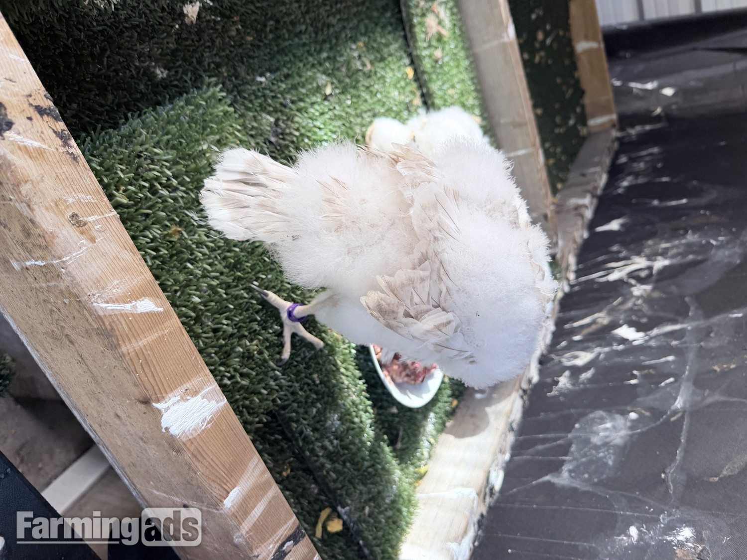  Pure Albidus Goshawk, white, male, imprinted ready now.