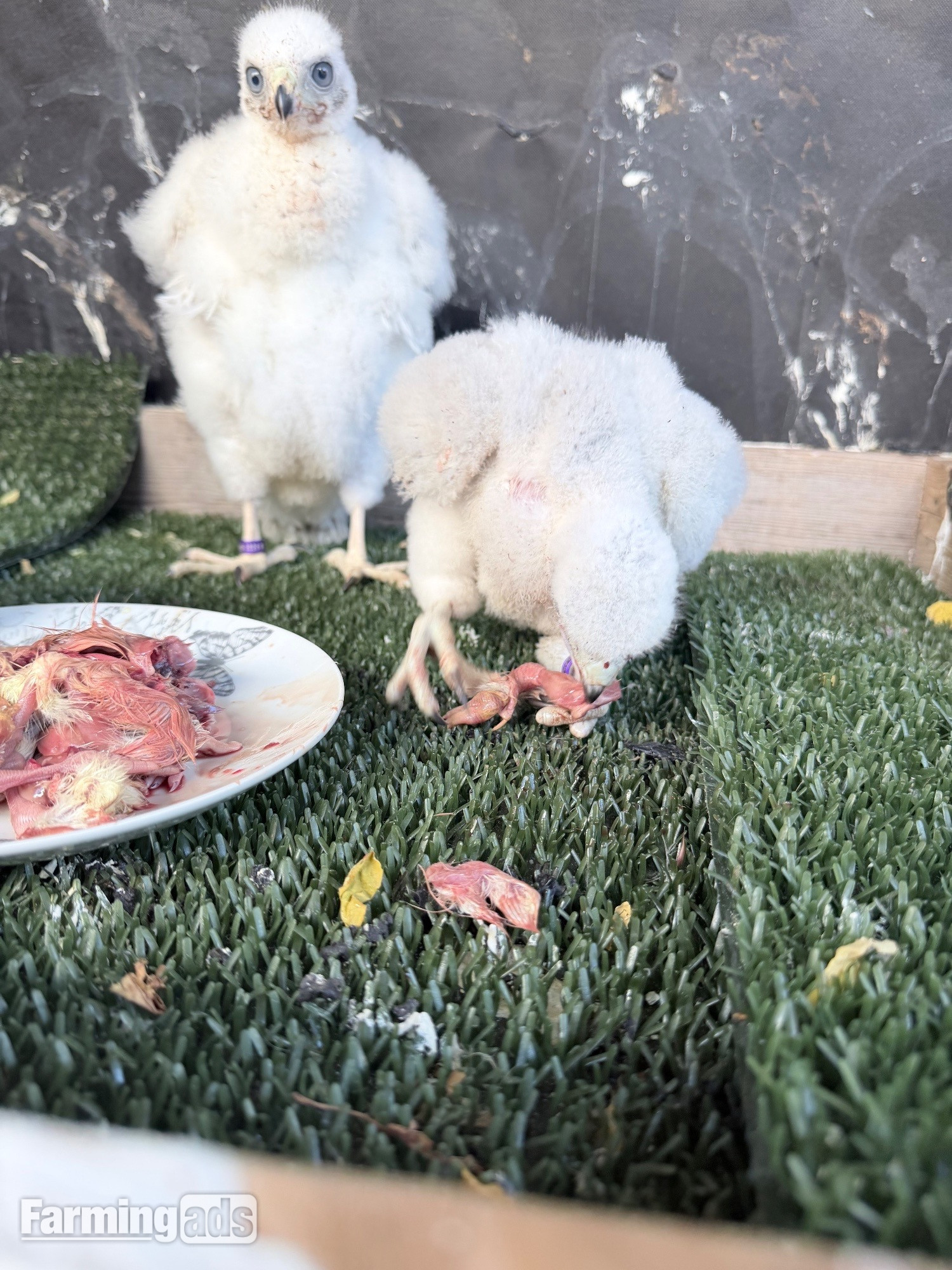 Pure Albidus Goshawk, white, male, imprinted ready now. - {CATEGORY}