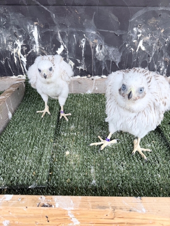 Pure Albidus Goshawk, white, male, imprinted ready now.