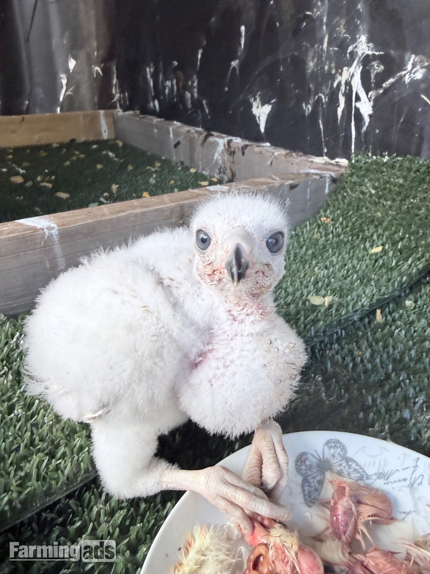 Pure Albidus Goshawk, white, male, imprinted ready now. - {CATEGORY}