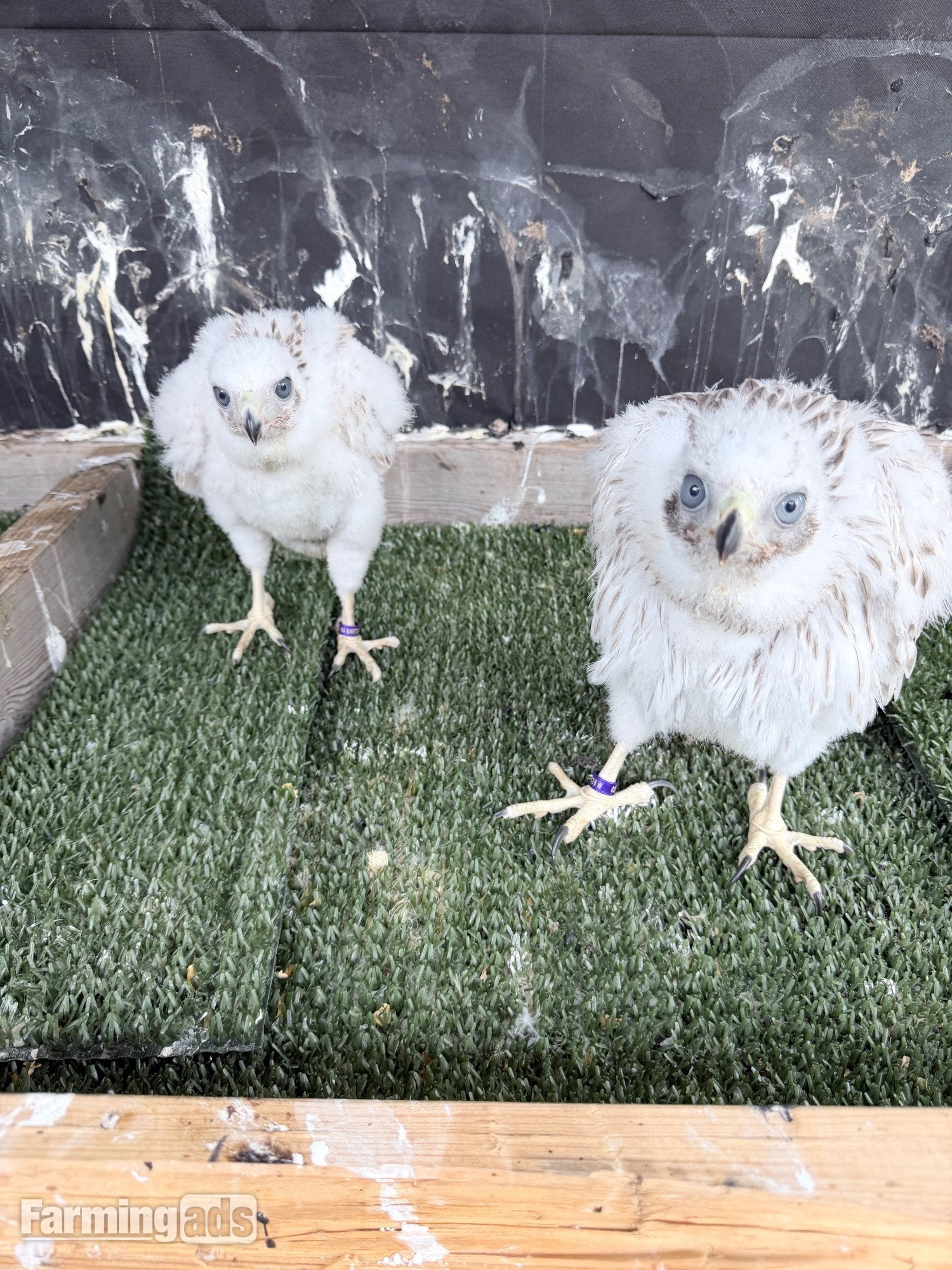 Pure Albidus Goshawk, white, male, imprinted ready now. 