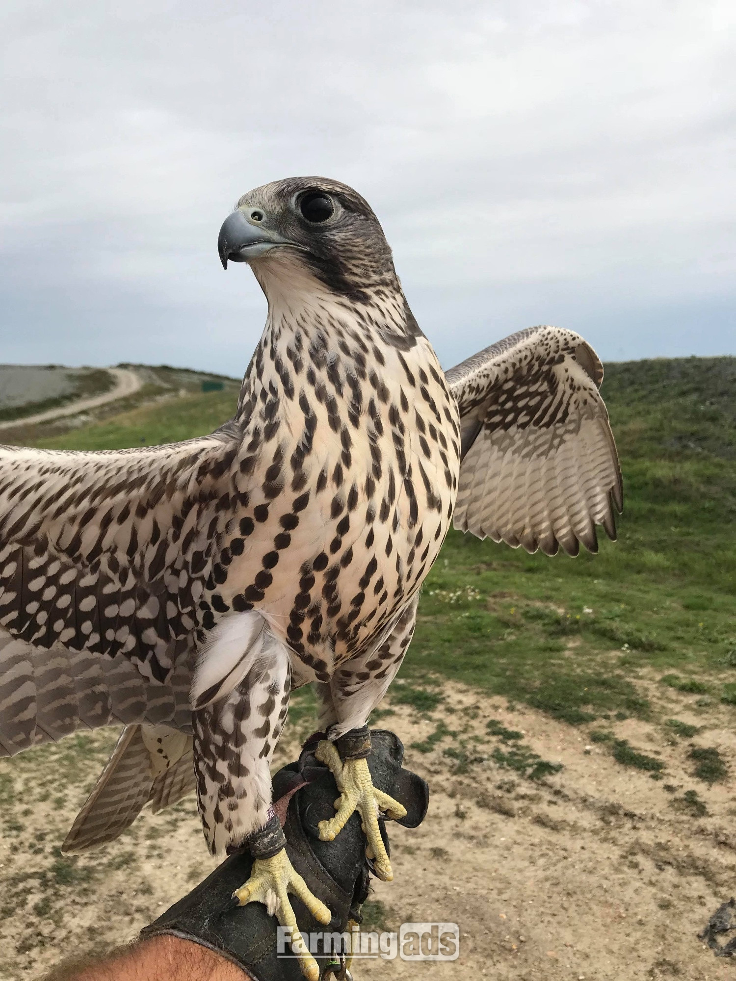 Imprint Gyr x sakers