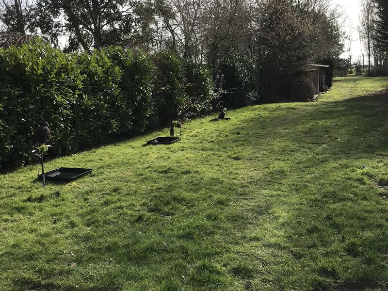 WANTED unwanted birds prey WANTED