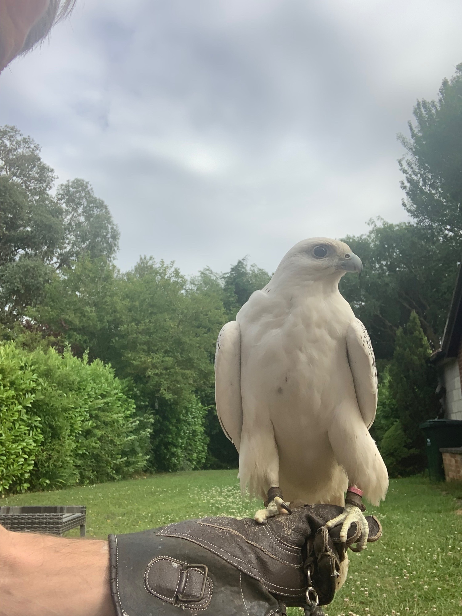 WANTED unwanted birds prey WANTED 