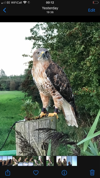 WANTED unwanted birds prey WANTED
