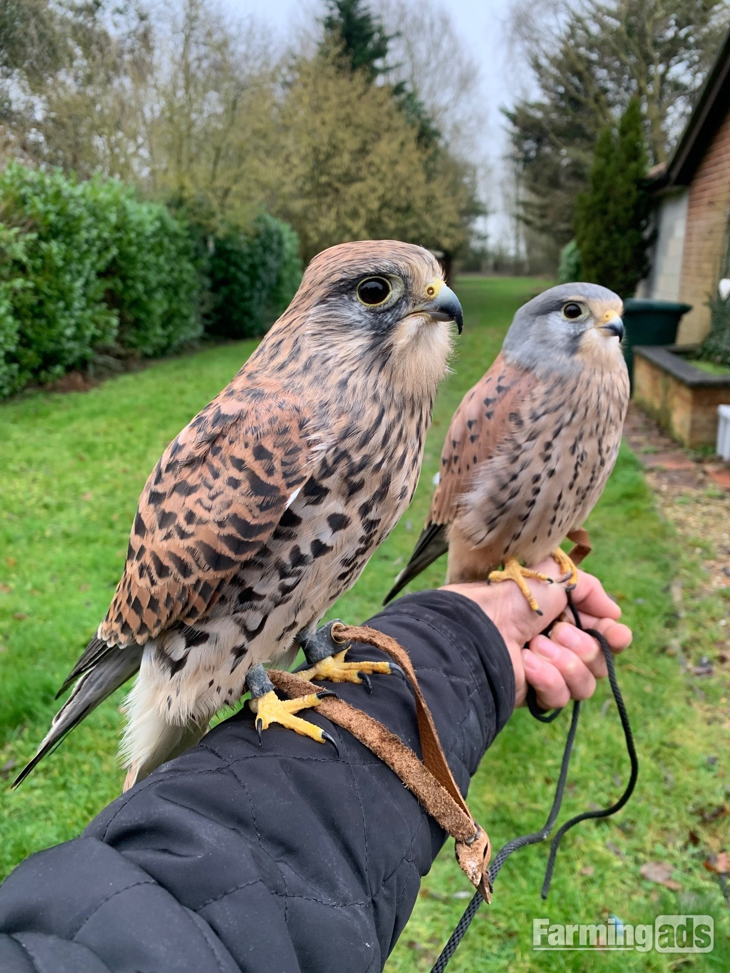 WANTED unwanted birds prey WANTED - {CATEGORY}