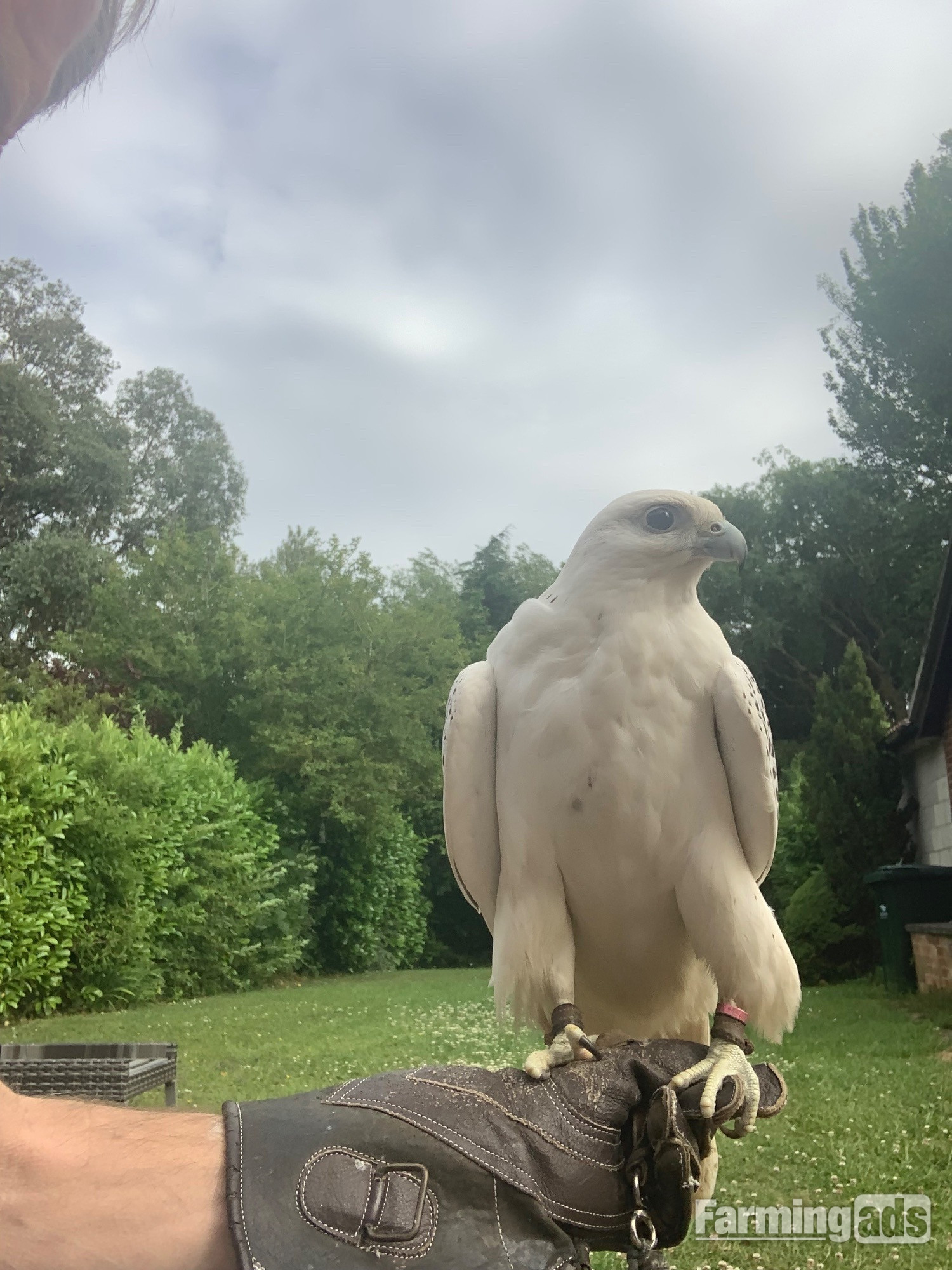 WANTED unwanted birds prey WANTED 