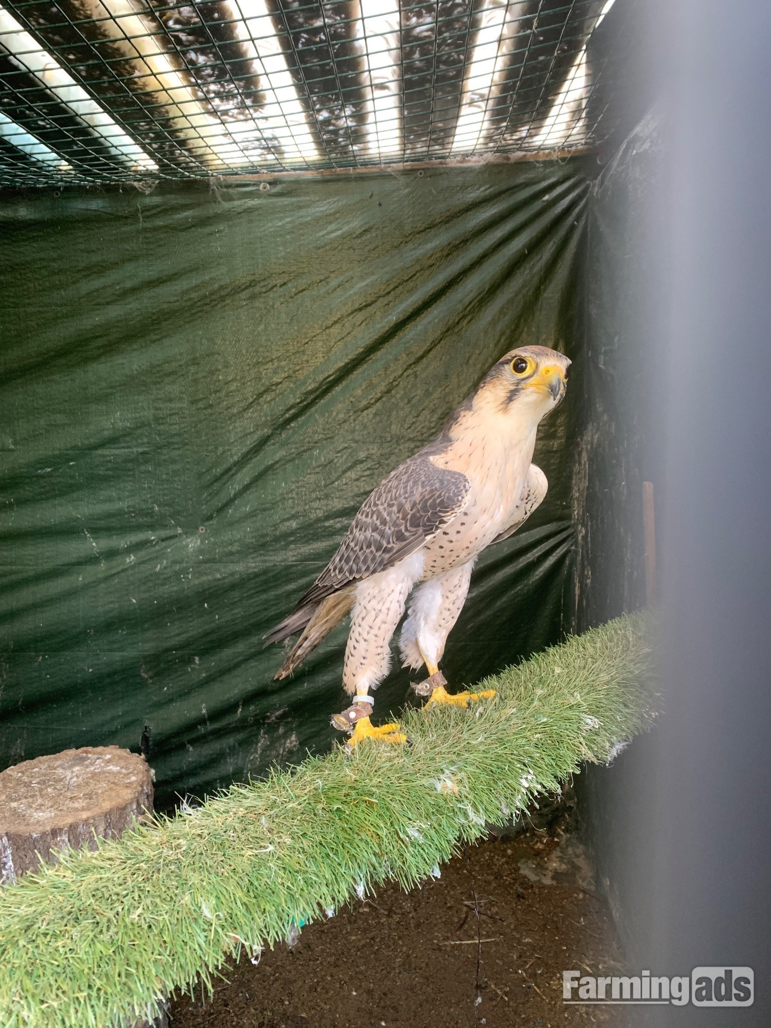 {CATEGORY} - WANTED unwanted birds prey WANTED