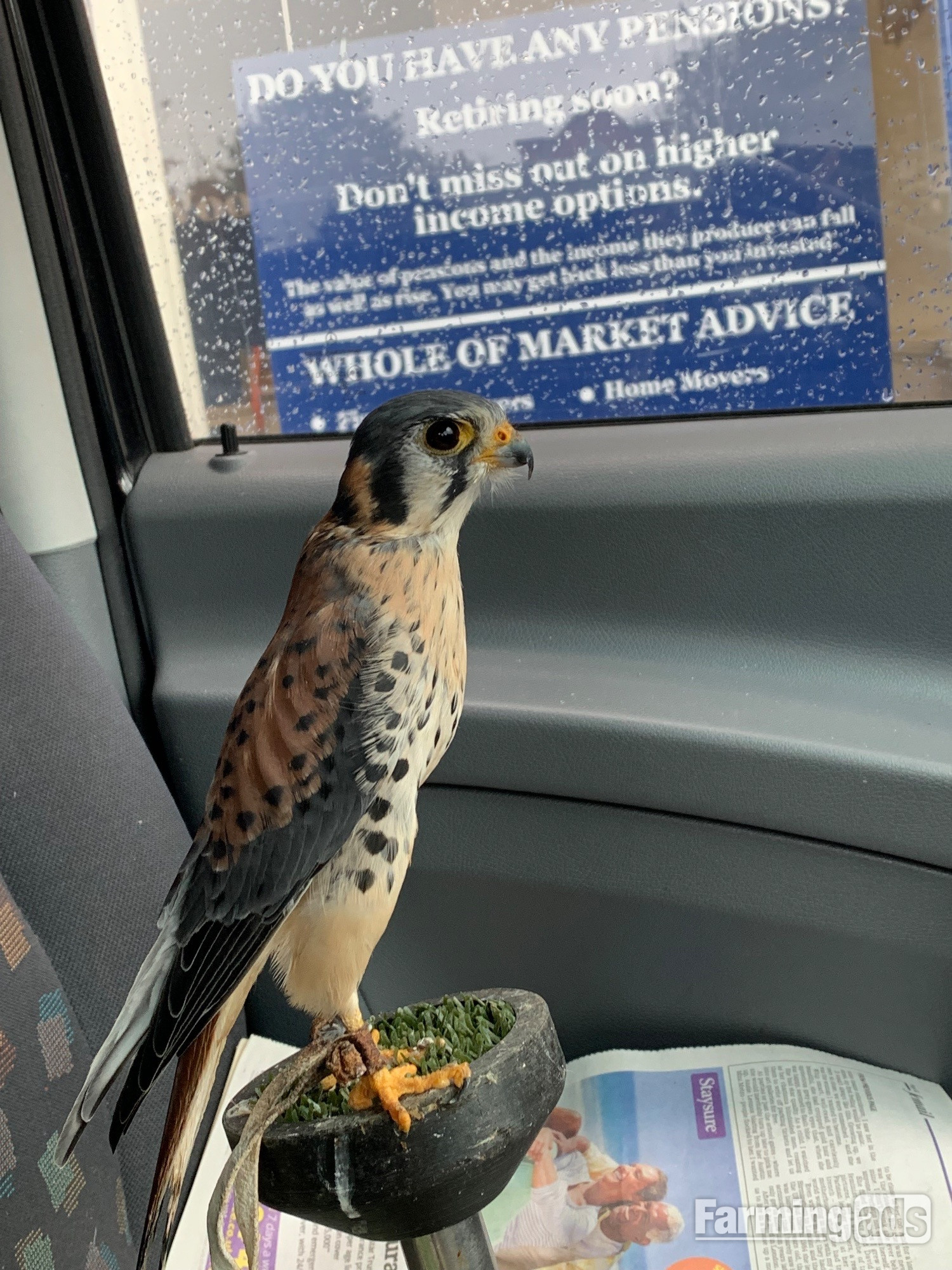 {CATEGORY} - WANTED unwanted birds prey WANTED