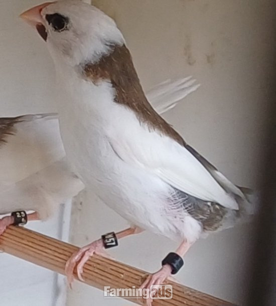 Bengalise &amp; Button Quail
