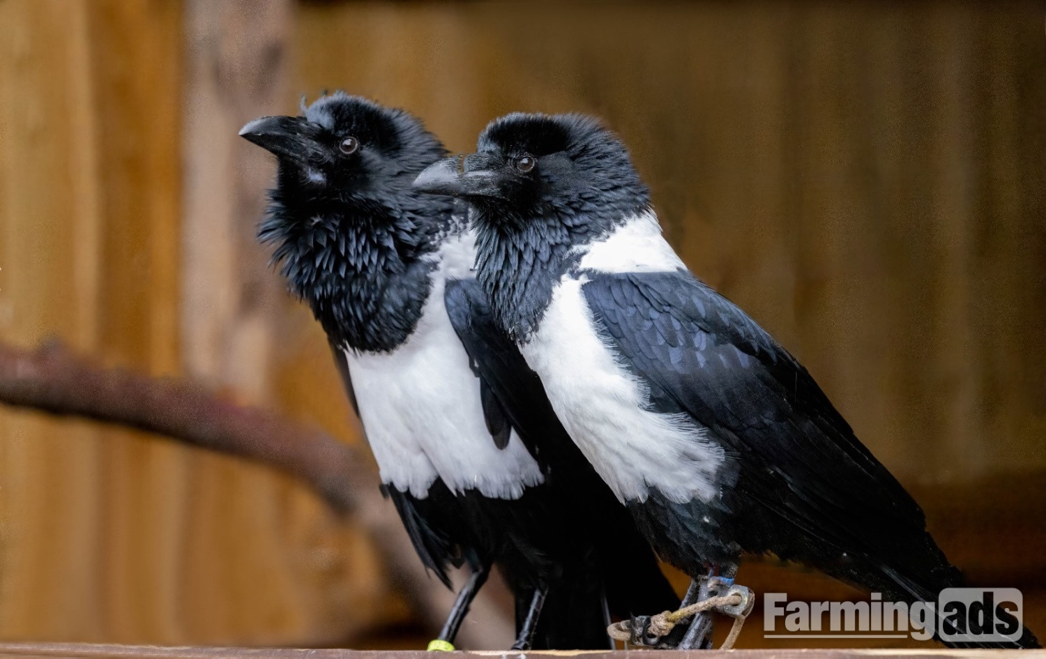 African pied crows 