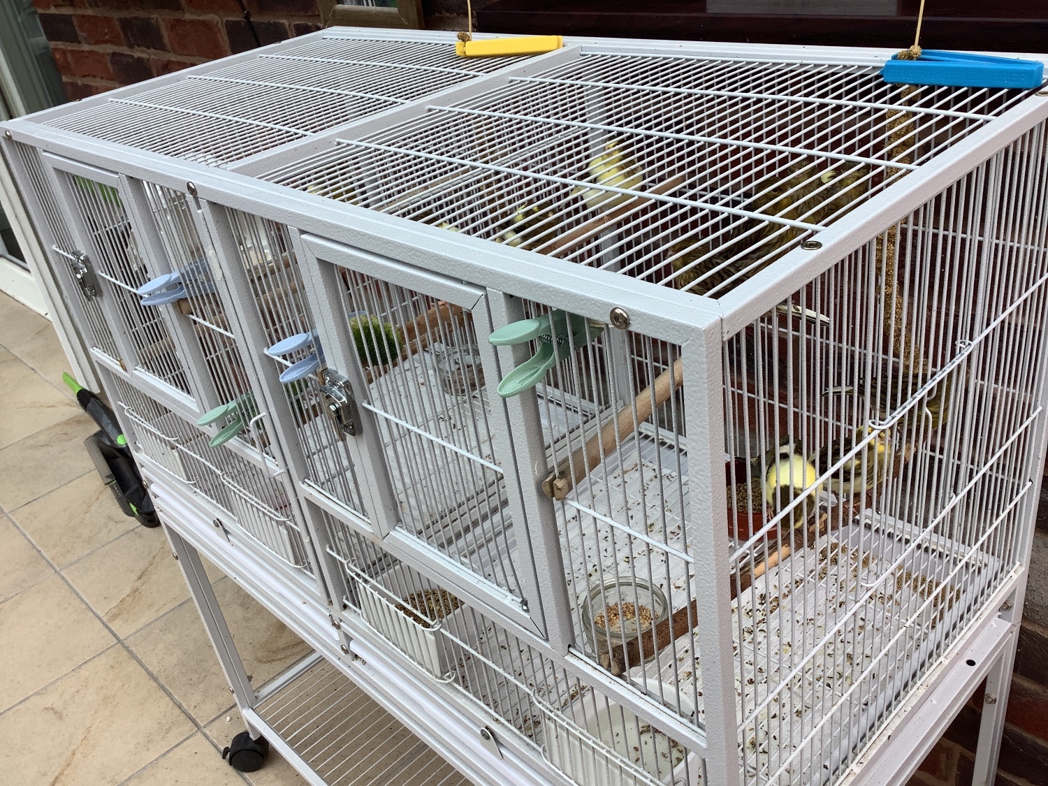 This years canary chicks crested and non crested bred as a hobby not a breeder