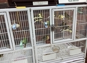 This years canary chicks crested and non crested bred as a hobby not a breeder