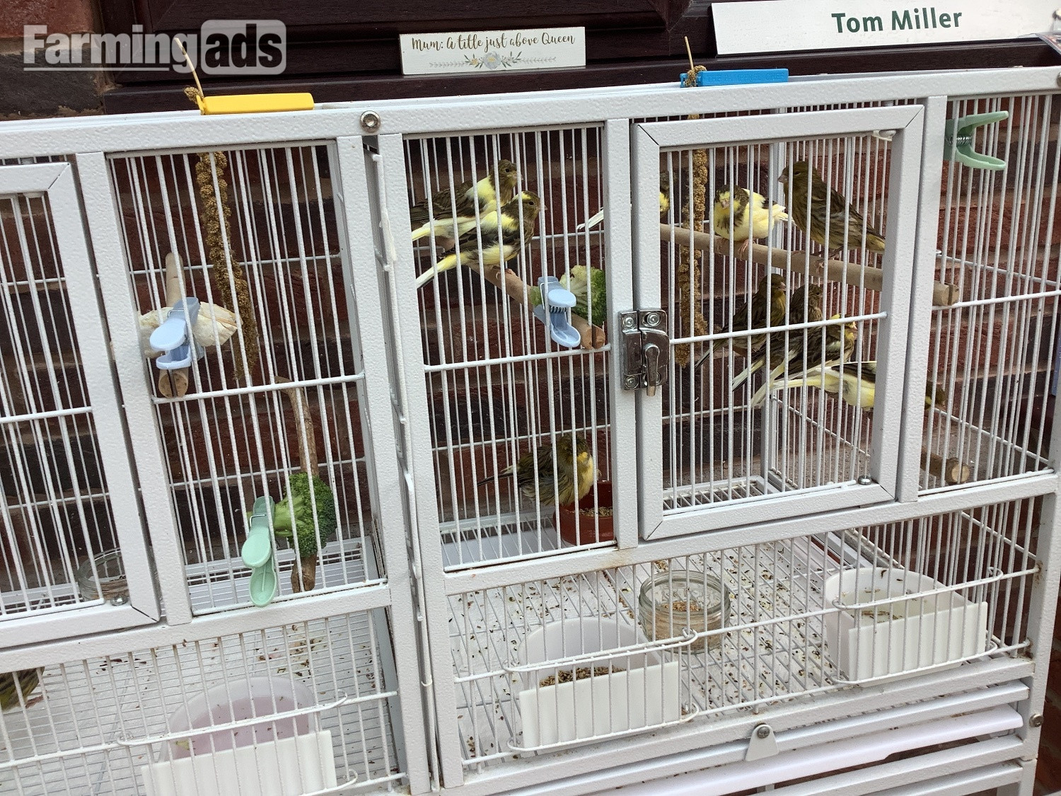 This years canary chicks crested and non crested bred as a hobby not a breeder