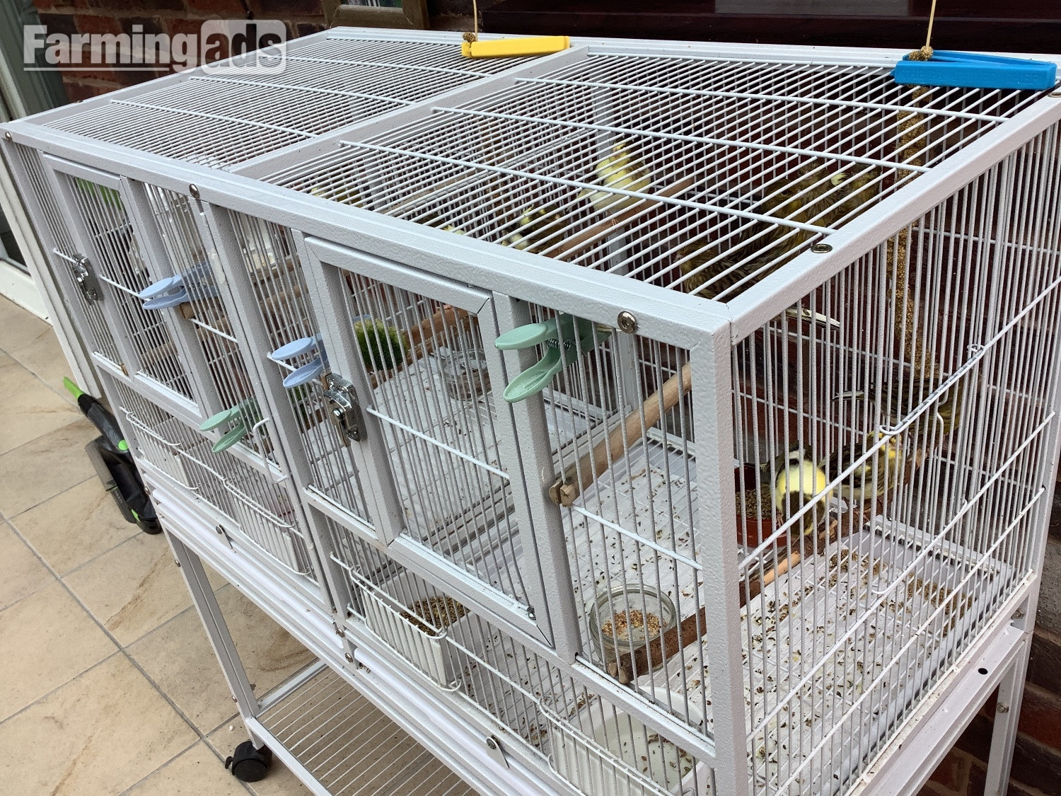 This years canary chicks crested and non crested bred as a hobby not a breeder